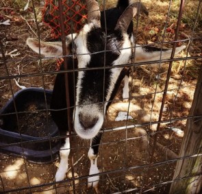 goatpicwhynot